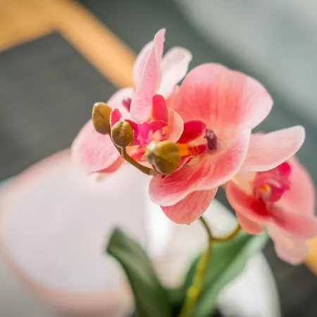 Mf Flower - Cirkalo 411 Apartmán